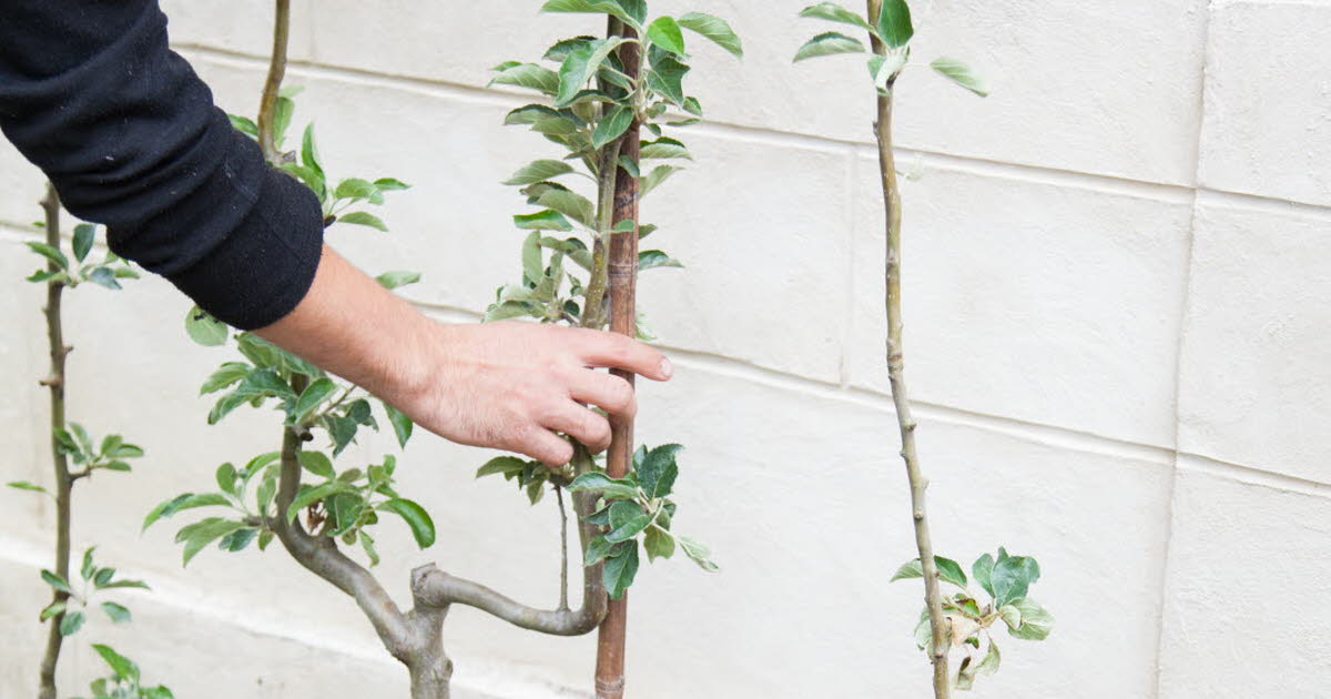 Gardening.  How to plant a trellised apple tree in your garden?