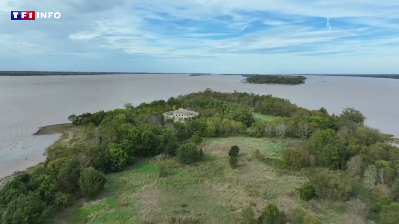 VIDEO - Gironde: the surprise of the estuary