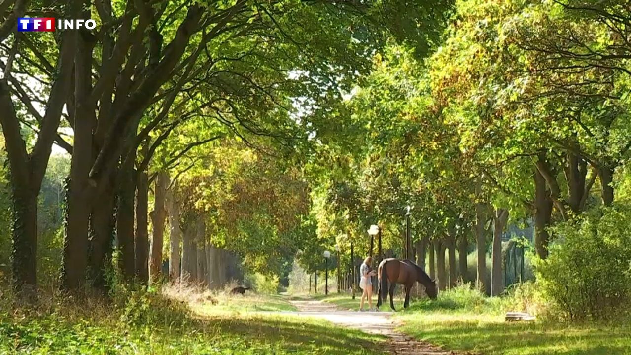 VIDEO - (Re)discover the Bois de Vincennes, a multifaceted forest on the outskirts of Paris