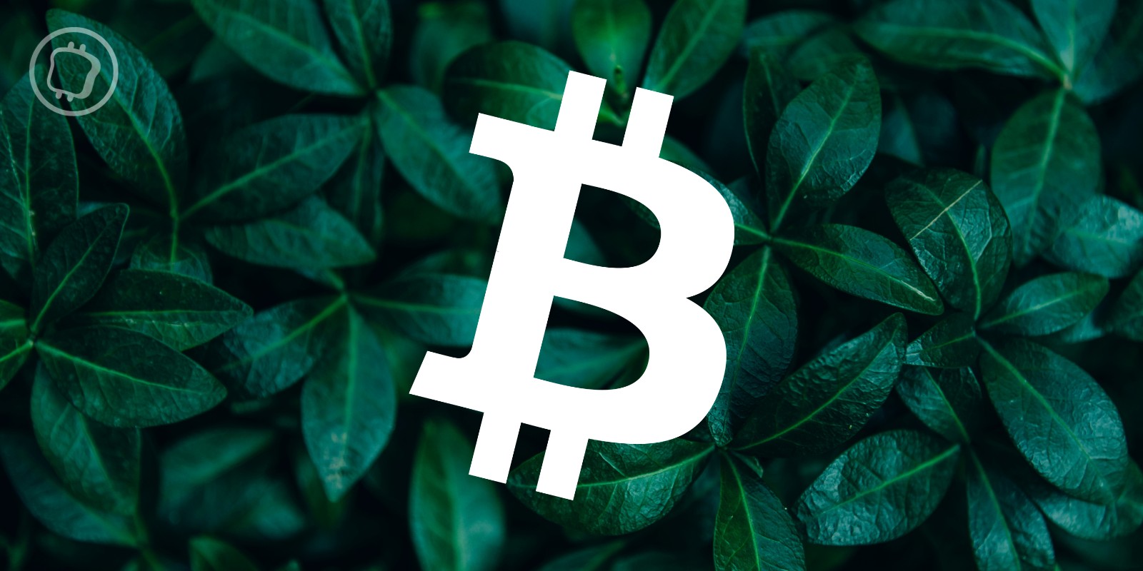 ETF Bitcoin et crédit carbone : la course aux ETF BTC spot provoquerait-elle du greenwashing ?